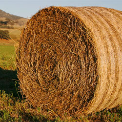 Hay